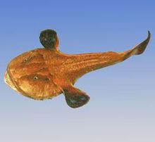 เหลือง Monkfish