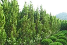 Cupressaceae