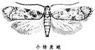 Gelechiidae