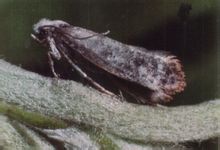 Yponomeutidae