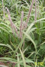 Imperata
