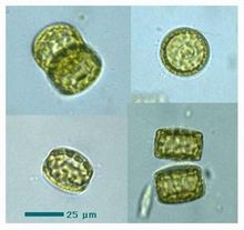 Cyclotella