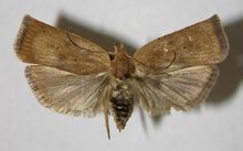 ขนาดเล็ก Lyonetiidae