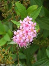 วิลโลว์ Spiraea