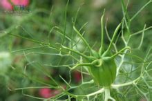 Nigella คือ