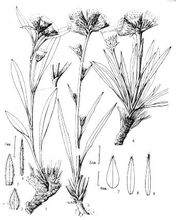 saussurea Altun
