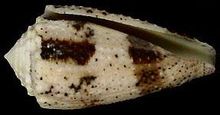 Conus Batocera