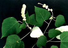 Apelta