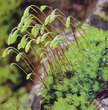 Bryaceae ทอ