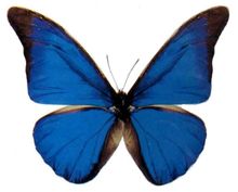 Chunshen