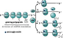 ยาปฏิชีวนะ aminoglycoside