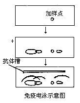 Immunoelectrophoresis