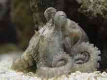 gigas