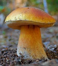 edulis เห็ดชนิดหนึ่ง