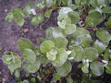 Viticis