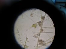 dinoflagellate มุม
