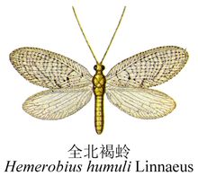 lacewing Jeonbuk สีน้ำตาล