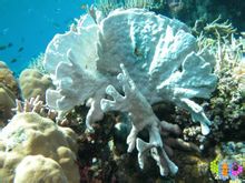 ปะการัง Cang