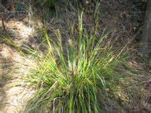 Cyperus ดำ