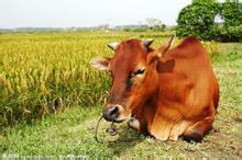 วัวเก่า