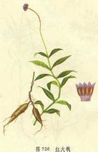 Euphorbia แดง