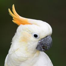 นกกระตั้วสีส้มมงกุฎ