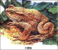 Amphibia