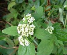 Patrinia