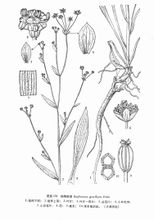 Bupleurum Shank