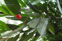 เป็นไม้ drupe