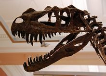 Guanlong มุม