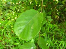 เถาปลาไหลสีดำของพืชและสัตว์