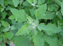 pigweed
