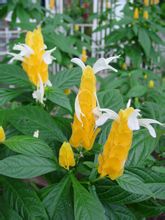 ประเภท Phaius