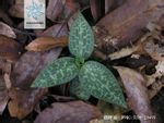 Goodyera