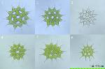 Pediastrum