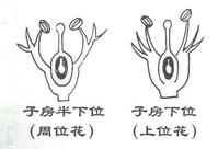 ดอกไม้ Perigynous