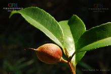 Pyrenaria ประเภท