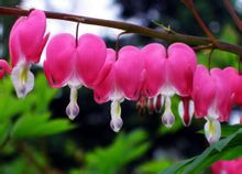 สาขา Bicuculline