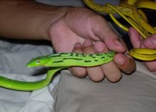 งูสีเขียวบาง