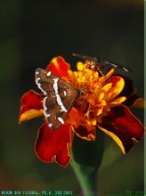 Pyralidae